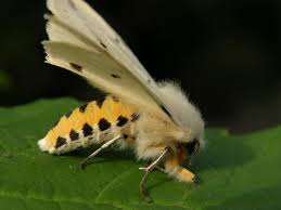 Attēlu rezultāti vaicājumam “Spilosoma lutea”