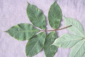 Attēlu rezultāti vaicājumam “Sambucus racemosa leaf”