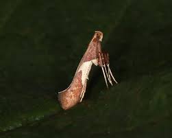 Attēlu rezultāti vaicājumam “Caloptilia stigmatella”