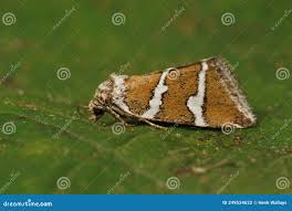 Attēlu rezultāti vaicājumam “Deltote bankiana”