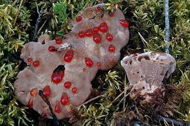 Attēlu rezultāti vaicājumam “Hydnellum ferrugineum”