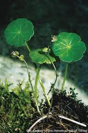 Attēlu rezultāti vaicājumam “Hydrocotyle vulgaris”