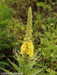 Attēlu rezultāti vaicājumam “Verbascum densiflorum bud”