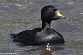 Attēlu rezultāti vaicājumam “Melanitta nigra male”