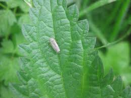 Attēlu rezultāti vaicājumam “Macrosteles sp.”