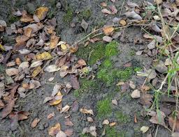 Attēlu rezultāti vaicājumam “Hygroamblystegium humile”