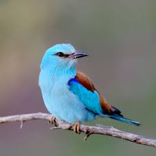 Attēlu rezultāti vaicājumam “Coracias garrulus”