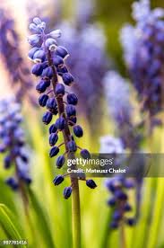 Attēlu rezultāti vaicājumam “Muscari botryoides flower”