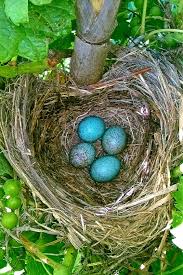 Attēlu rezultāti vaicājumam “Turdus merula nest”