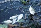 The Brain Train  Water Pollution  Causes and Effects