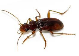 Attēlu rezultāti vaicājumam “Leistus ferrugineus”