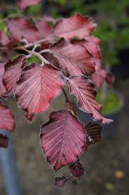 Attēlu rezultāti vaicājumam “Fagus sylvatica fo. purpurea fruit”
