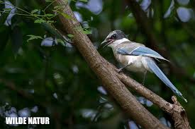 Attēlu rezultāti vaicājumam “Sitta europaea male”