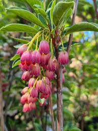 Attēlu rezultāti vaicājumam “Enkianthus campanulatus flower”