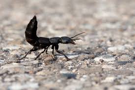 Attēlu rezultāti vaicājumam “Latridiidae”