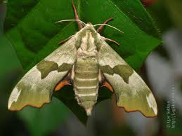 Attēlu rezultāti vaicājumam “Mimas tiliae”