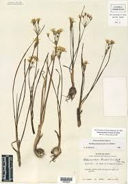 Attēlu rezultāti vaicājumam “Liliaceae”