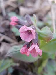Attēlu rezultāti vaicājumam “Pulmonaria obscura bud”