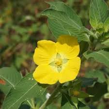 Attēlu rezultāti vaicājumam “Senecio viscosus fruit”