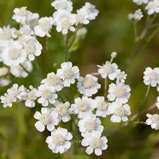 Attēlu rezultāti vaicājumam “Achillea ptarmica fruit”