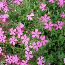 Image result for Silene schafta