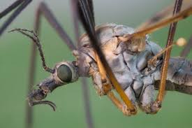 Attēlu rezultāti vaicājumam “Tipulidae”