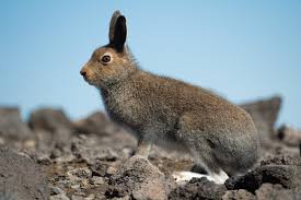 Attēlu rezultāti vaicājumam “Lepus timidus”