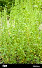 Image result for Chenopodium botrys