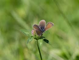 Attēlu rezultāti vaicājumam “Cyaniris semiargus male”