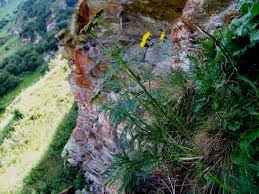 Attēlu rezultāti vaicājumam “Conioselinum tataricum”