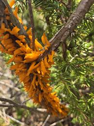 Attēlu rezultāti vaicājumam “Acalitus longisetosus”