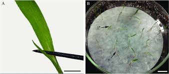 Attēlu rezultāti vaicājumam “Setaria viridis leaf”