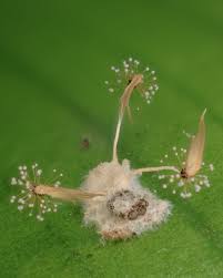 Attēlu rezultāti vaicājumam “Lamproderma elasticum sessile”