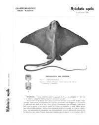 Image result for Myliobatis aquila