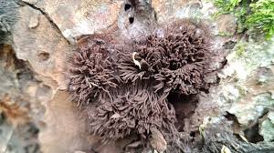 Attēlu rezultāti vaicājumam “Stemonaria irregularis”