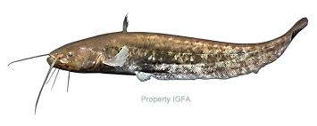 Image result for Silurus glanis