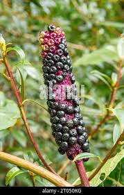 Attēlu rezultāti vaicājumam “Phytolacca acinosa fruit”
