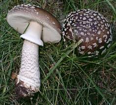 Attēlu rezultāti vaicājumam “Amanita excelsa”