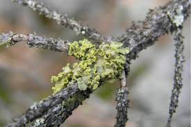 Attēlu rezultāti vaicājumam “Vulpicida pinastri”