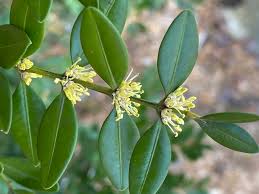 Attēlu rezultāti vaicājumam “Buxus sempervirens flower”