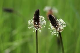 Attēlu rezultāti vaicājumam “Plantago lanceolata flower”