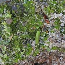 Attēlu rezultāti vaicājumam “Lophozia excisa”