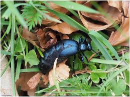 Attēlu rezultāti vaicājumam “Meloe sp. imago”