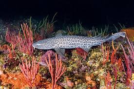 Image result for Poroderma africanum