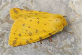 Attēlu rezultāti vaicājumam “Rhyparia purpurata”