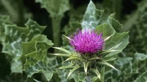 Image result for Silybum marianum