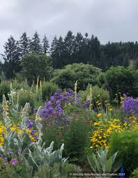 Attēlu rezultāti vaicājumam “Campanula persicifolia flower”