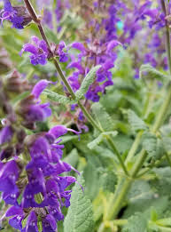 Attēlu rezultāti vaicājumam “Salvia nemorosa fruit”