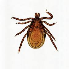 Attēlu rezultāti vaicājumam “Ixodes male”