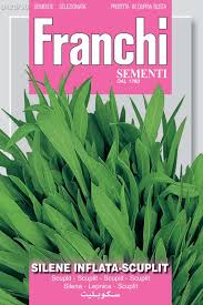 Attēlu rezultāti vaicājumam “Silene otites fruit”